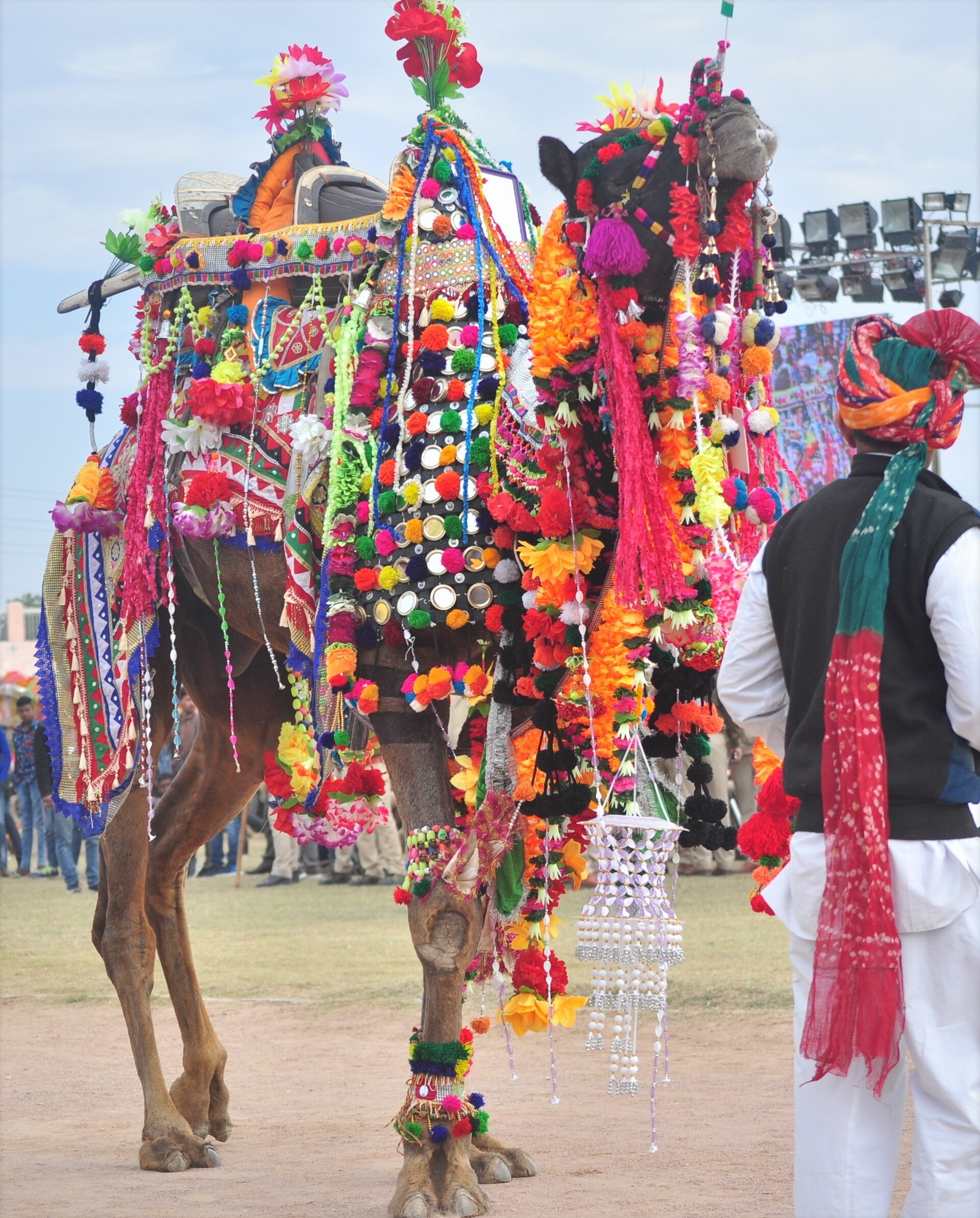 Decorated camel at a Bikaner festival