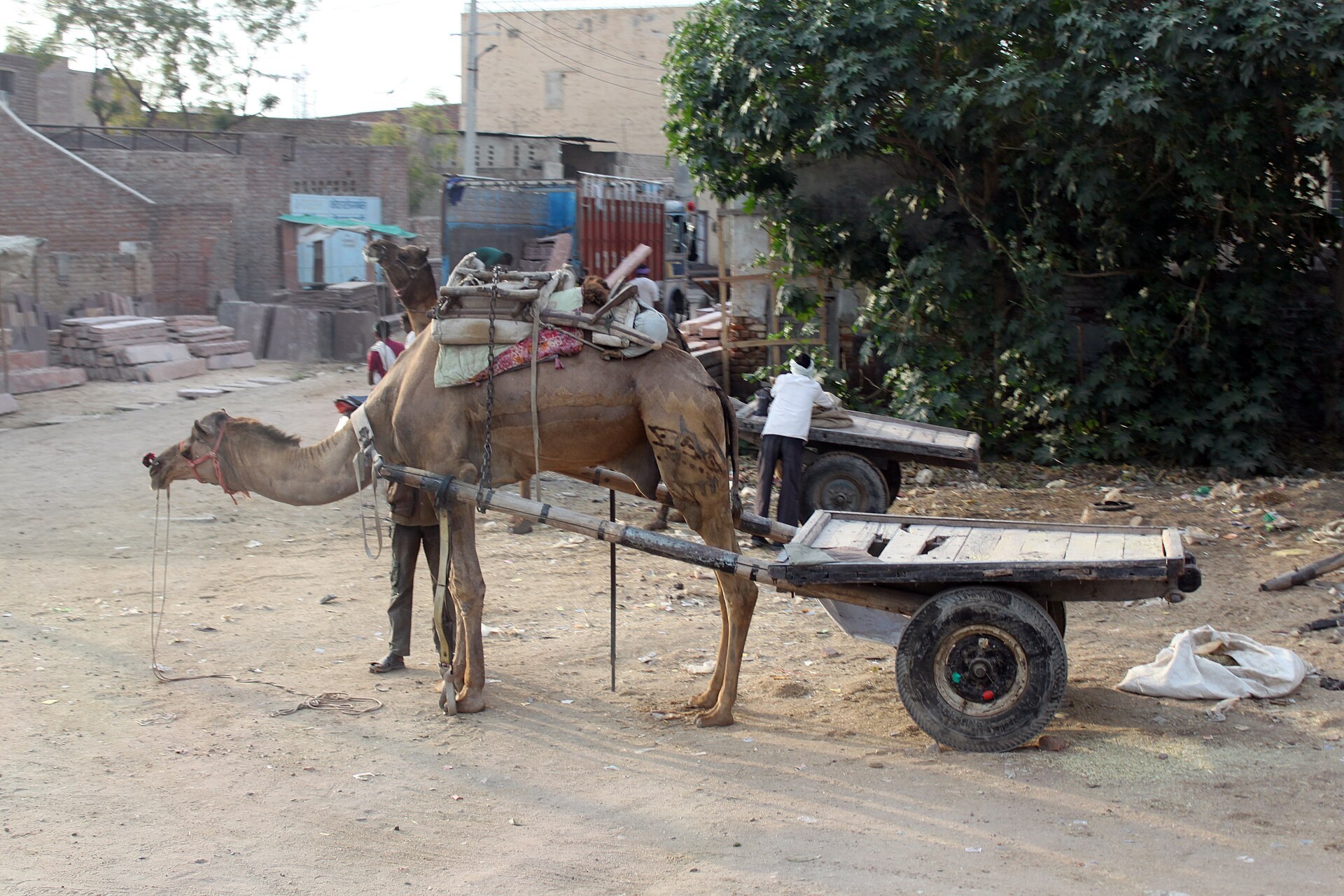 A camel cart at work on the streets of old Bikaner